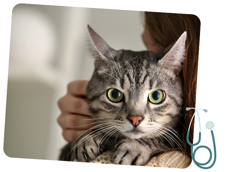 A cat with green eyes being held by an owner.